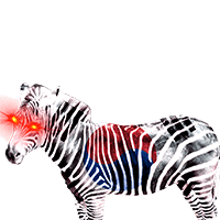 Korean Zebras